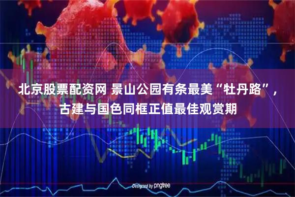 北京股票配资网 景山公园有条最美“牡丹路”，古建与国色同框正值最佳观赏期